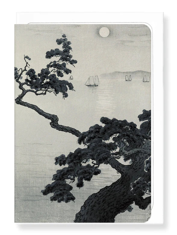 Pine At Akashi